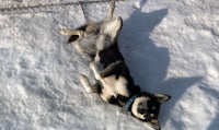 a husky dog laying on the ground in the snow
