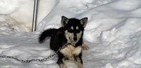 a husky dog is chained up in the snow