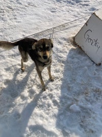 a dog standing in the snow next to a sign